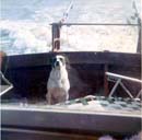 Image-37