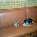 Image-95